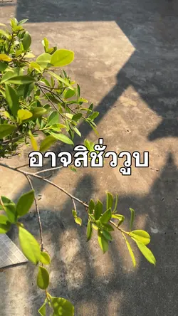 อารมณ์ชั่ววูบ