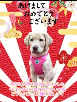 背景削除/新年挨拶/年賀状