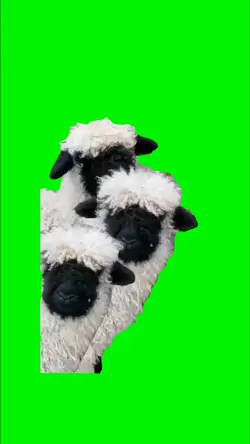Funny sheep's meme