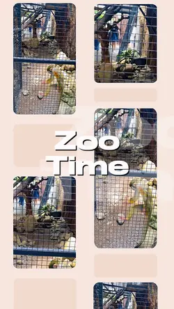 Zoo Time