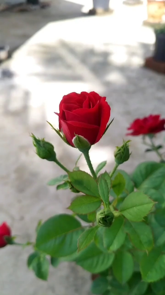 Flower Aesthetic
