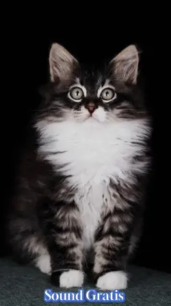 suara lucu