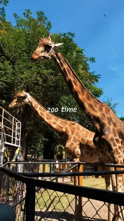 zoo time