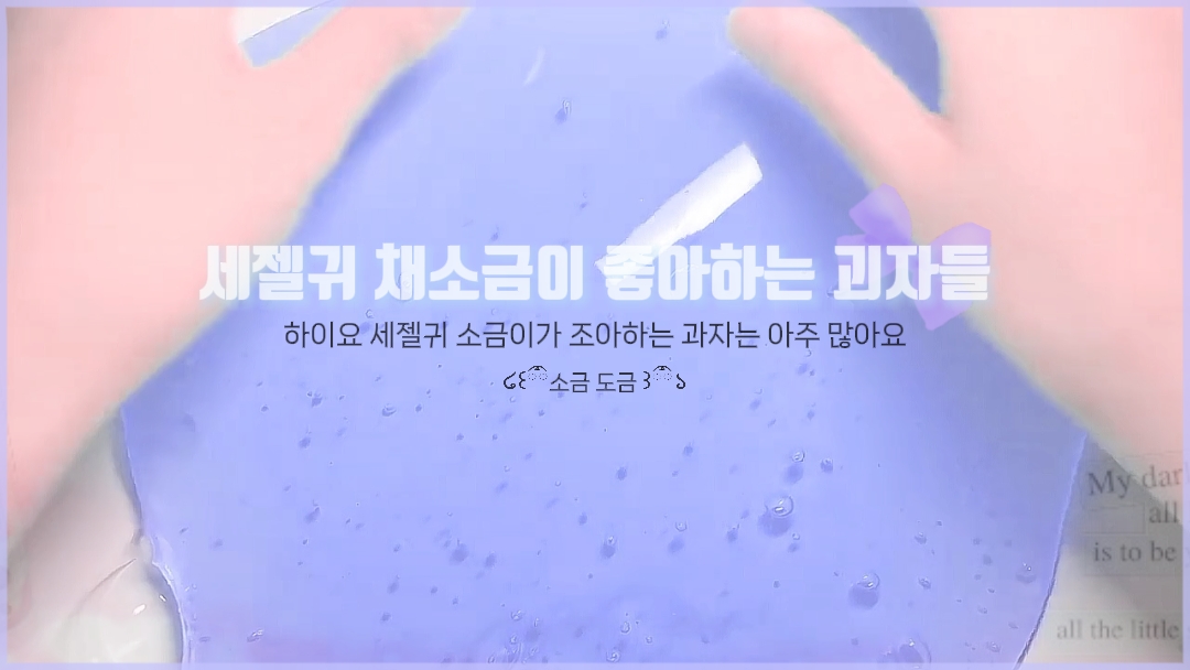 세젤귀 채소금이 좋아하는 과자