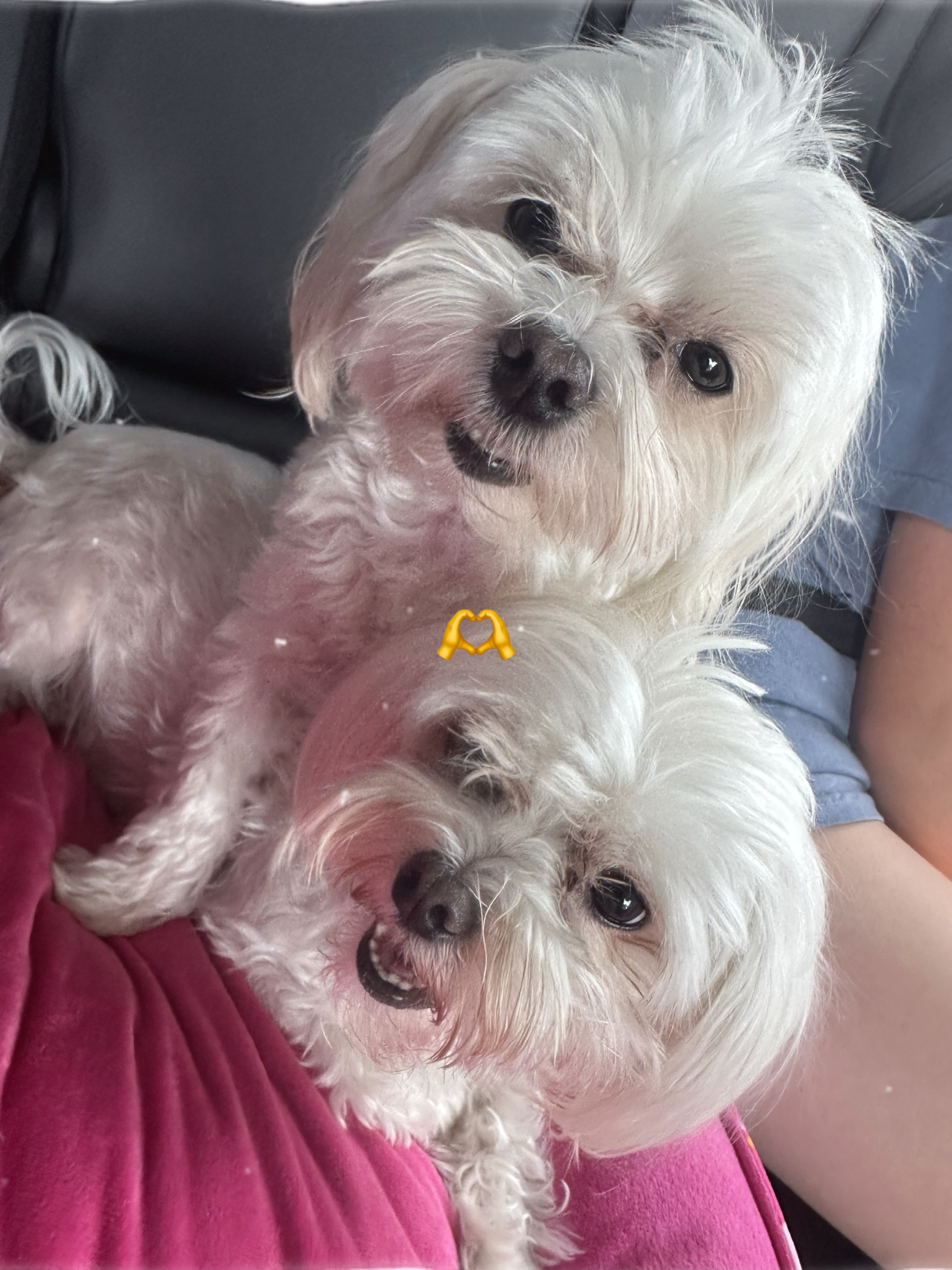 Cute dog memories