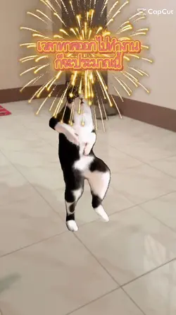 แมวเต้น