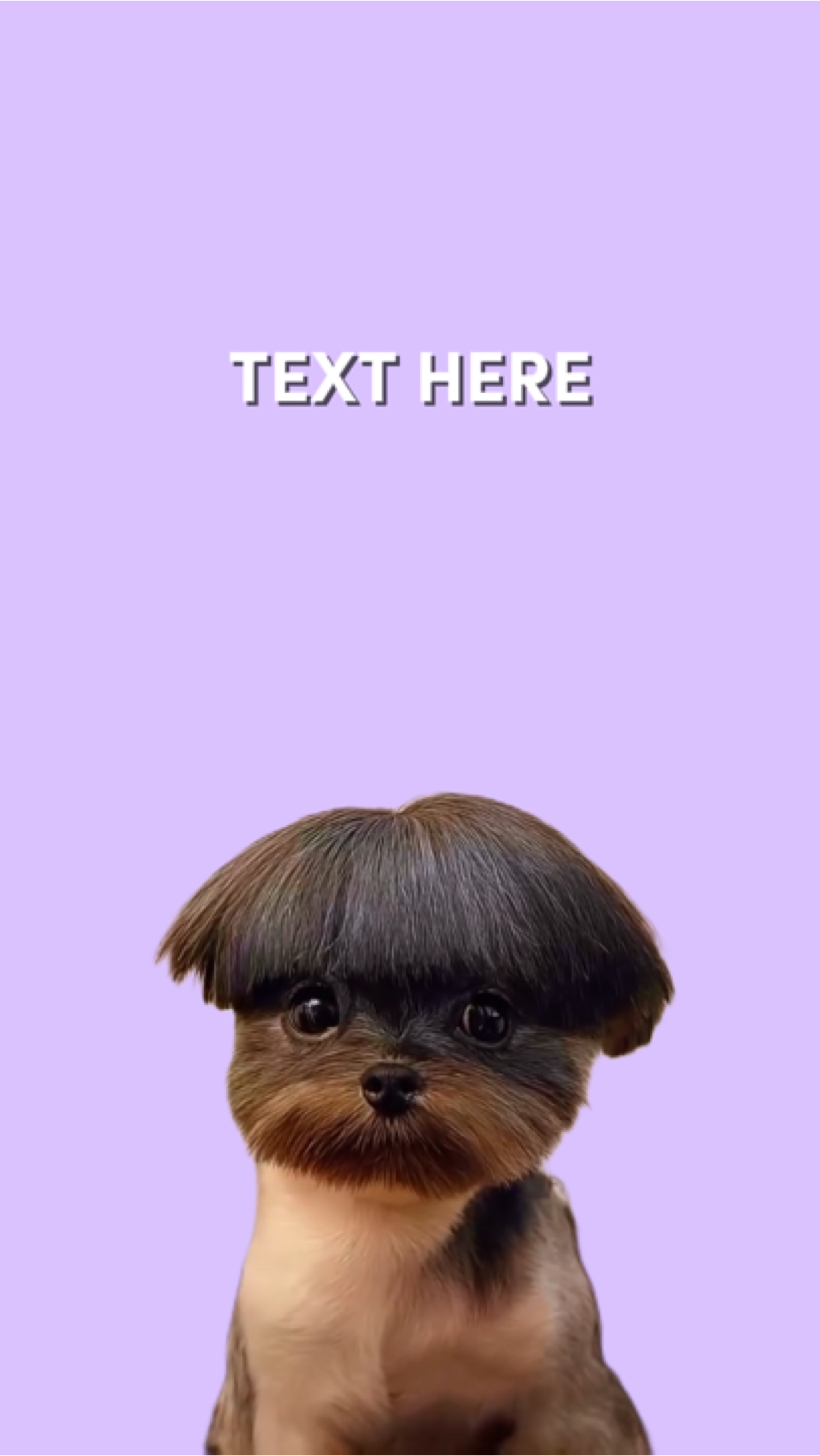 Lustiges Hundevideo-Meme