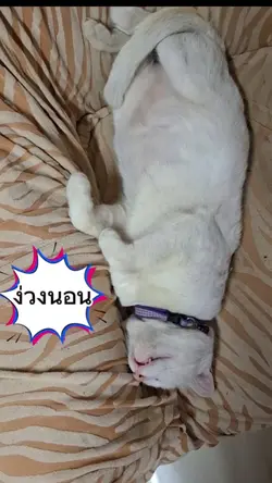 แมวขี้เซา