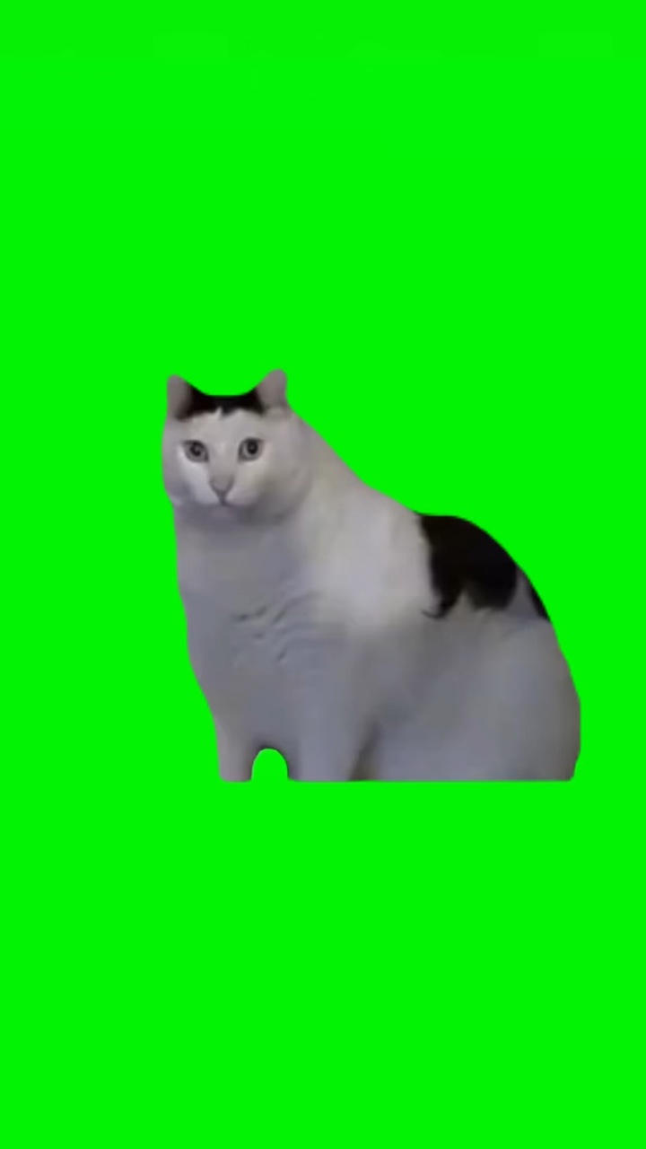 嗯哼猫