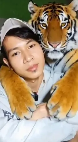 Jasa edit harimau