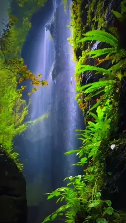 kicau burung dihutan