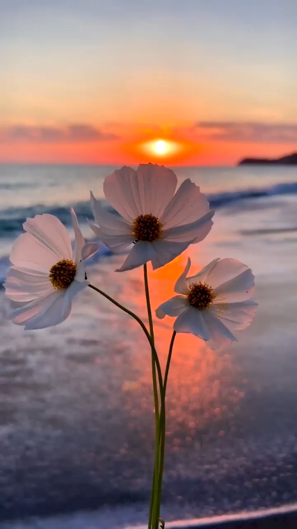 sunrise