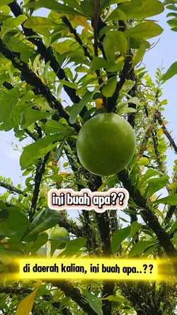 ini buah apa?