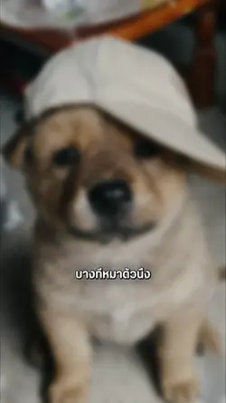 #บางทีหมาตัวหนึง #คติ