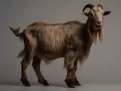 Goat
