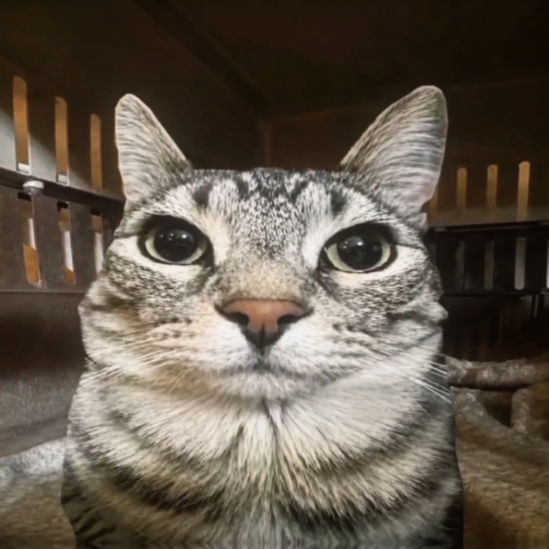 Katze bearbeiten