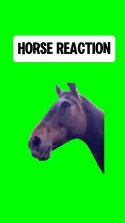 HORSE REACTION