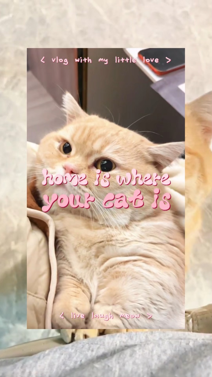 vlog ng pusa ko 