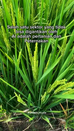Sektor pertanian 