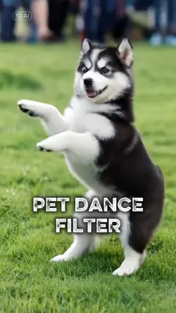 Pet dance Filter
