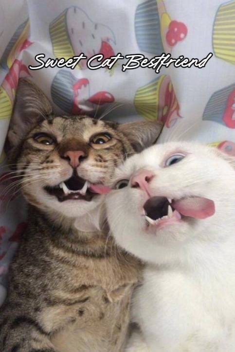 Süße Katzen