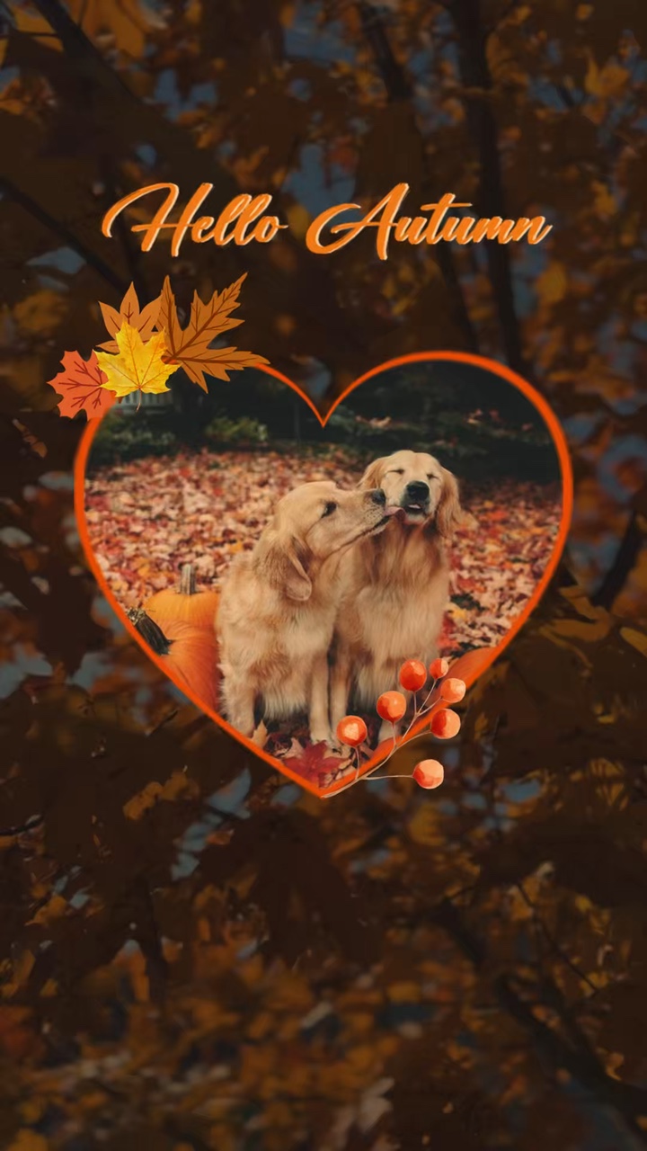 Autumn dog