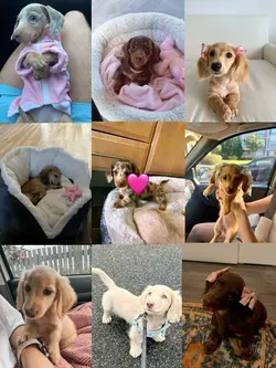 national dog day🐶