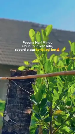 kerja lagi lee
