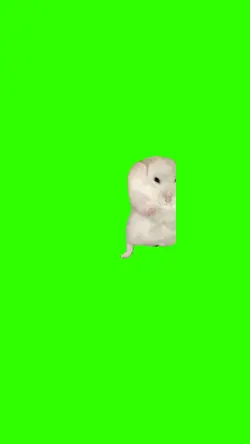 Hamster danse