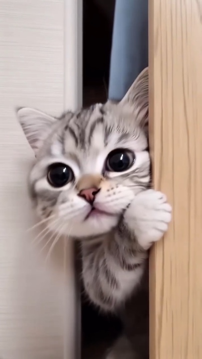 Gatito