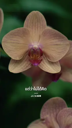 เผลอ
Jaokhun