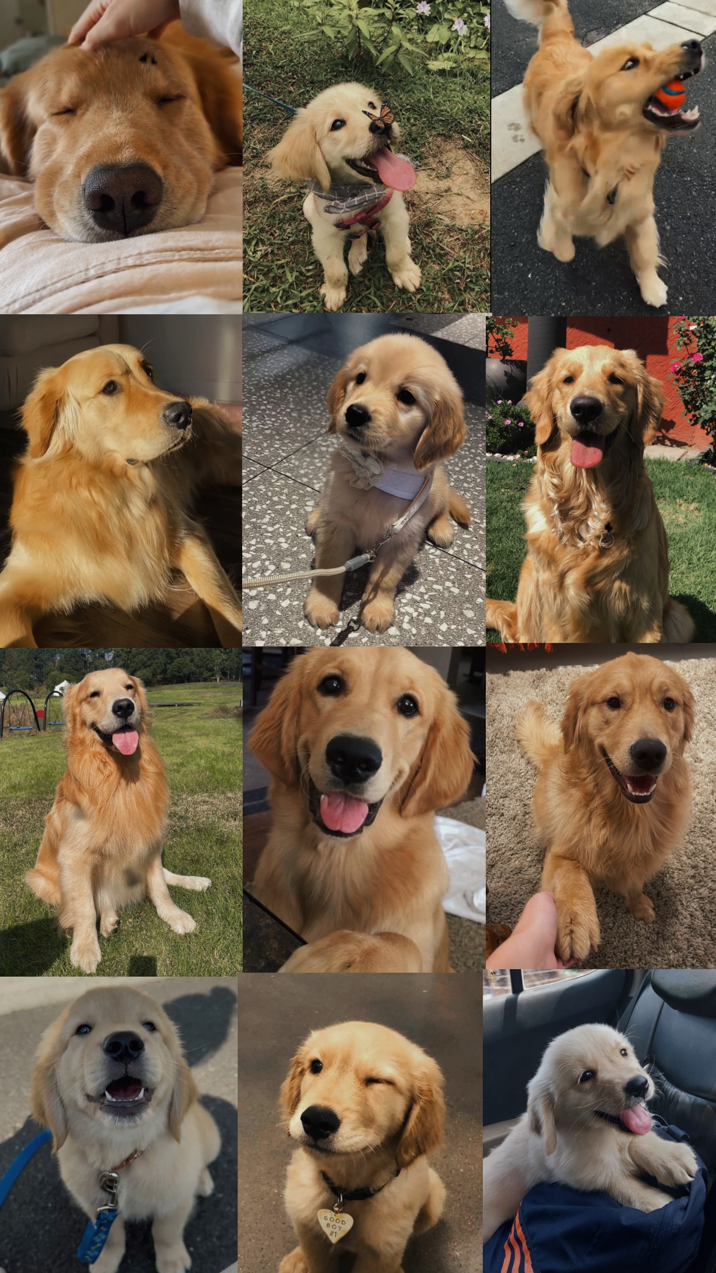 Meu Cachorro