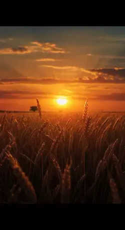Harvest Sunset