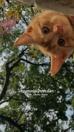 ข้าปรารถนาหัวใจ 🤍🌷