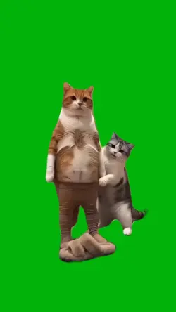 Meme cat