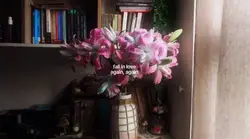 fall in love again a