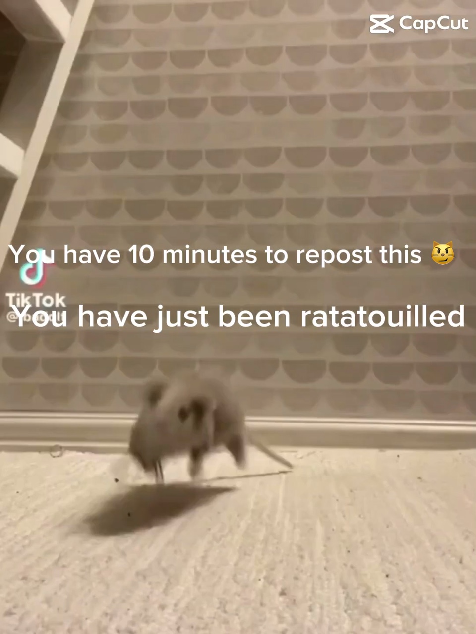 Totally normal video