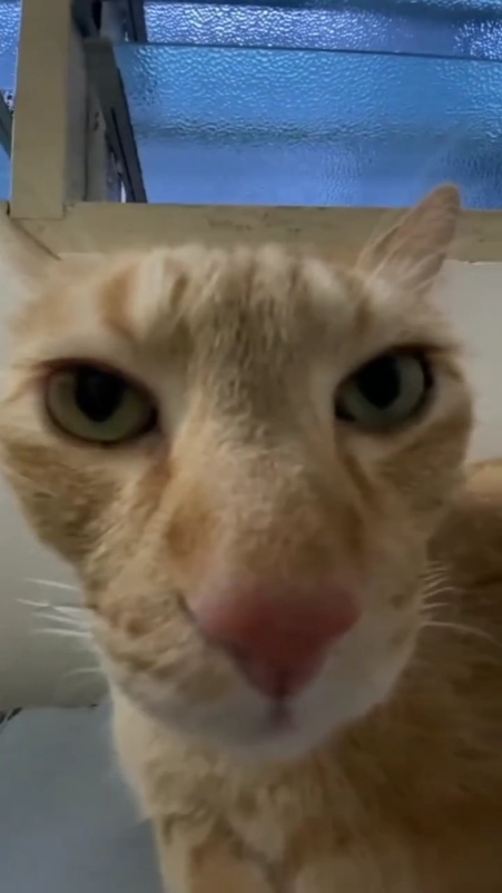 Gato se beijando 