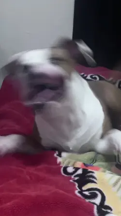 Creepy Dog