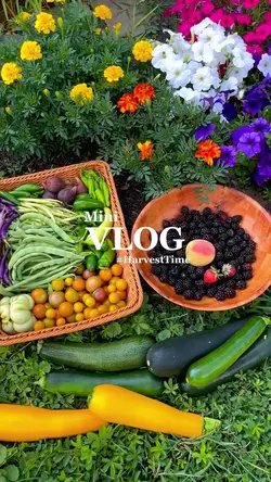 vlog harvest time