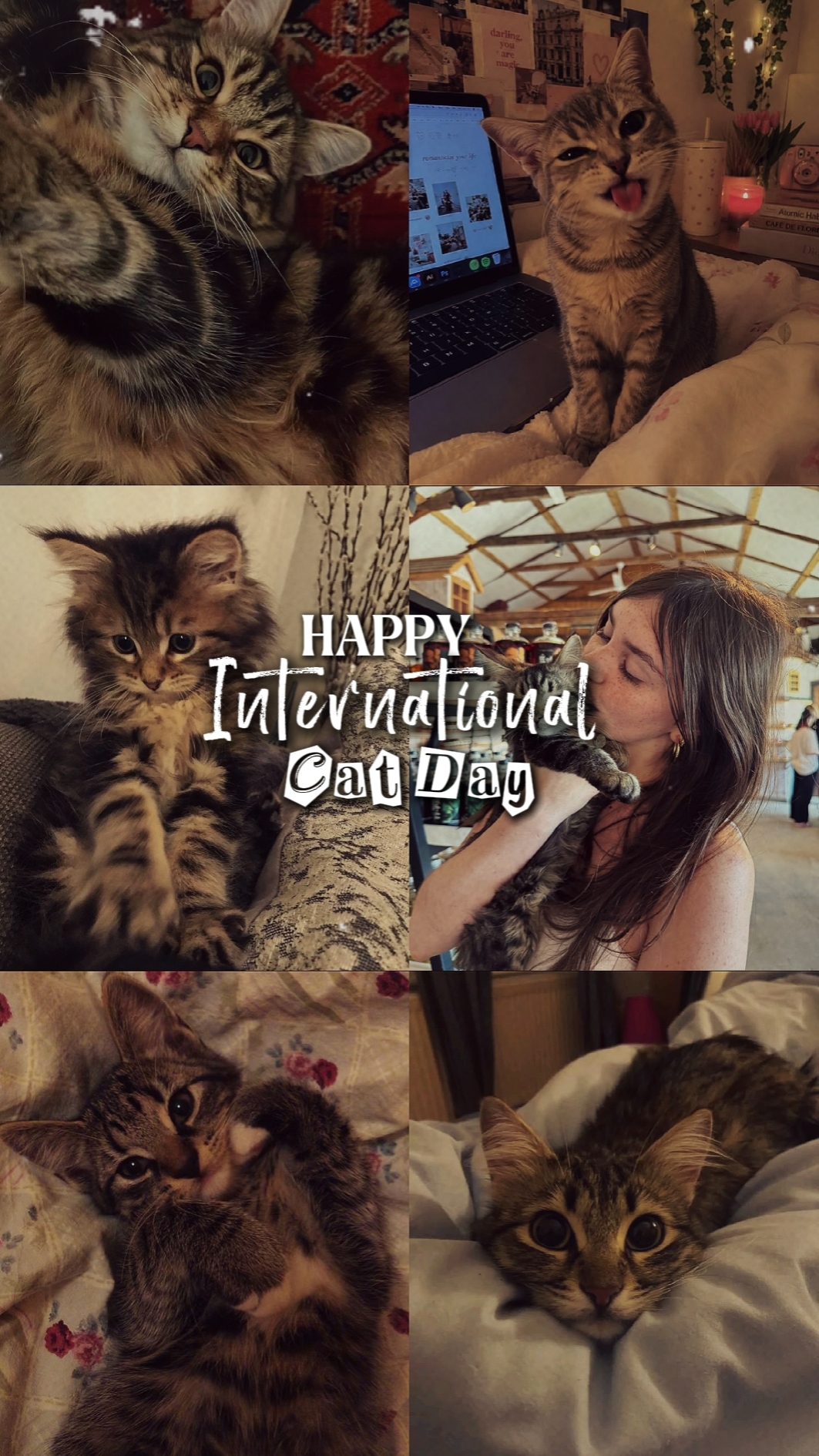 international cat 