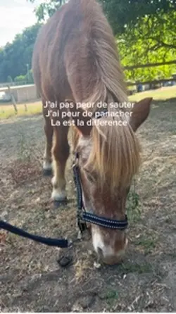 Saut 🙈