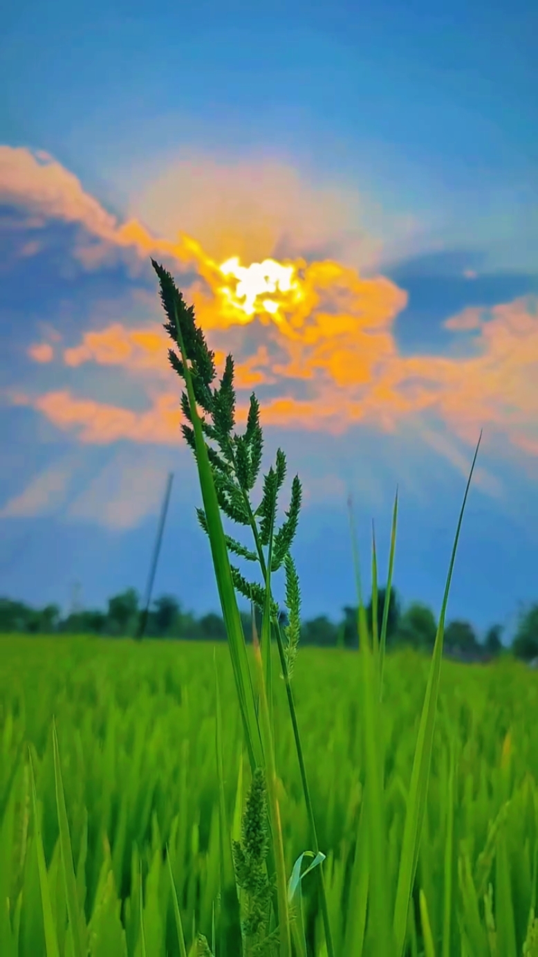 nature vibes