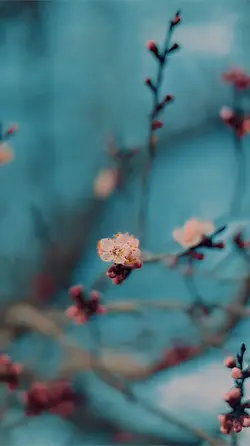 🌸 بهار 🌸