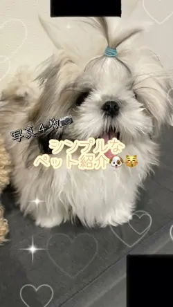 🐶シンプル🐱ペット紹介に