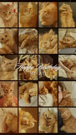 Birthday Cat 🐱🎂💫