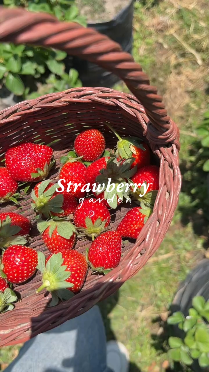 jardin de fraises