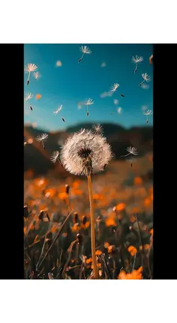 Dandelion Sunset