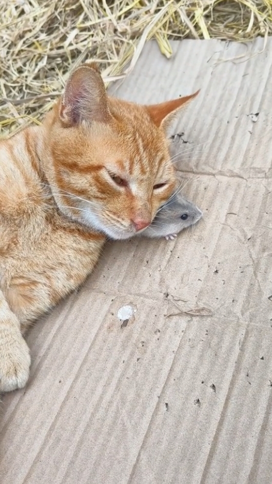 funny animal haha