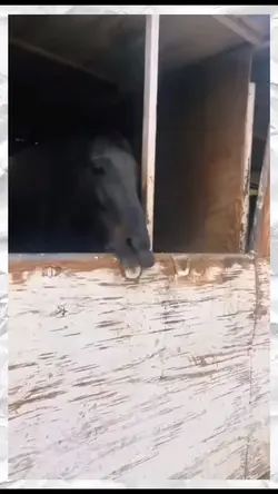 Horse Mouth 